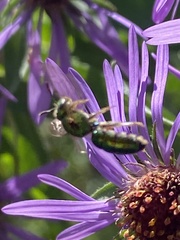 Augochlorella aurata