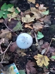Agaricus arvensis