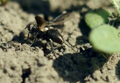 Periscepsia carbonaria