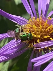 Augochlorella aurata