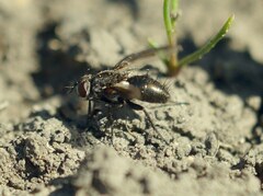 Periscepsia carbonaria