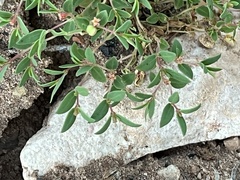 Euphorbia fendleri