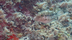 Canthigaster capistrata