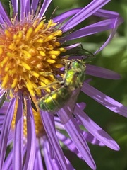 Augochlorella aurata