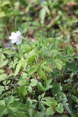 Anemonoides nemorosa