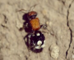 Ronisia brutia