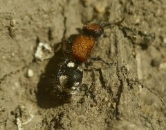 Ronisia brutia