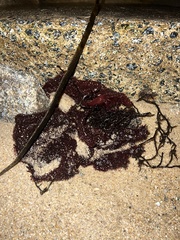 Chondracanthus exasperatus