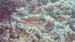 Canthigaster capistrata