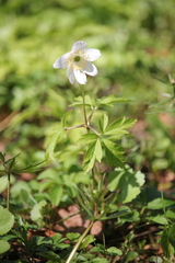 Anemonoides nemorosa