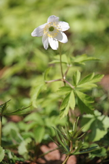 Anemonoides nemorosa