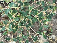 Euphorbia fendleri