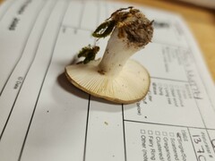 Russula vinacea