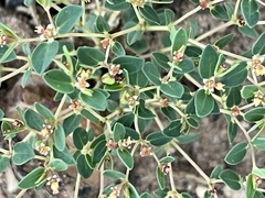 Euphorbia fendleri