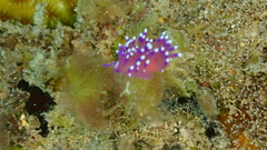 Coryphellina arveloi