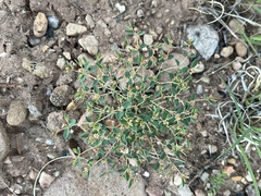 Euphorbia fendleri