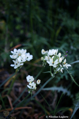 Ornithogalum arabicum