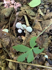 Asterophora lycoperdoides