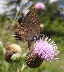 Satyrium liparops