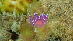 Coryphellina arveloi