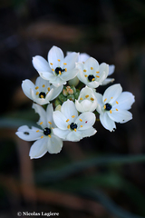 Ornithogalum arabicum