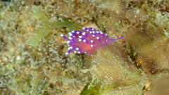 Coryphellina arveloi