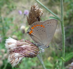 Satyrium titus
