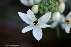 Ornithogalum arabicum