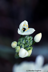 Ornithogalum arabicum