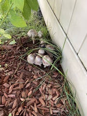 Coprinopsis romagnesiana