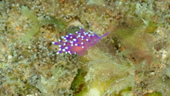 Coryphellina arveloi