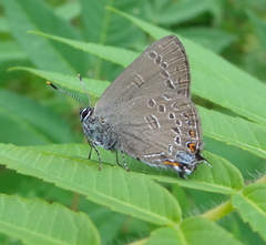 Satyrium edwardsii