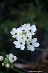 Ornithogalum arabicum