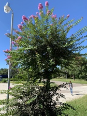 Lagerstroemia