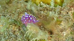 Coryphellina arveloi