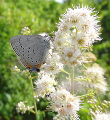 Satyrium acadica