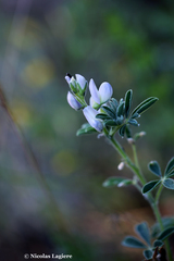Lupinus albus