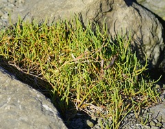 Salicornia pacifica