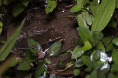Lithobates maculatus