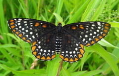 Euphydryas phaeton