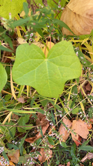 Menispermum canadense