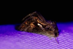 Chrysodeixis includens