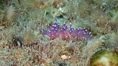 Coryphellina arveloi