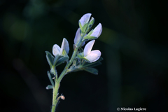 Lupinus albus
