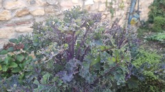 Brassica oleracea