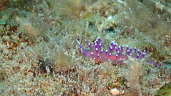 Coryphellina arveloi