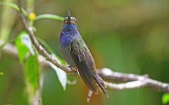 Urochroa bougueri