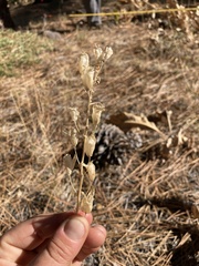 Toxicoscordion venenosum