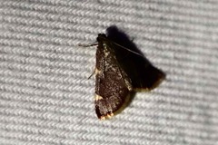 Hypsopygia