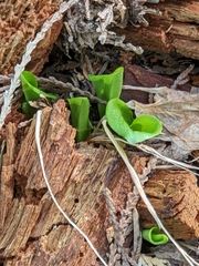 Calypso bulbosa